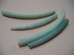 Dentalium aprinum